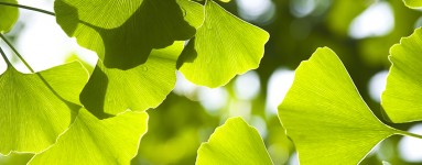 Ginko (Ginkgo biloba)